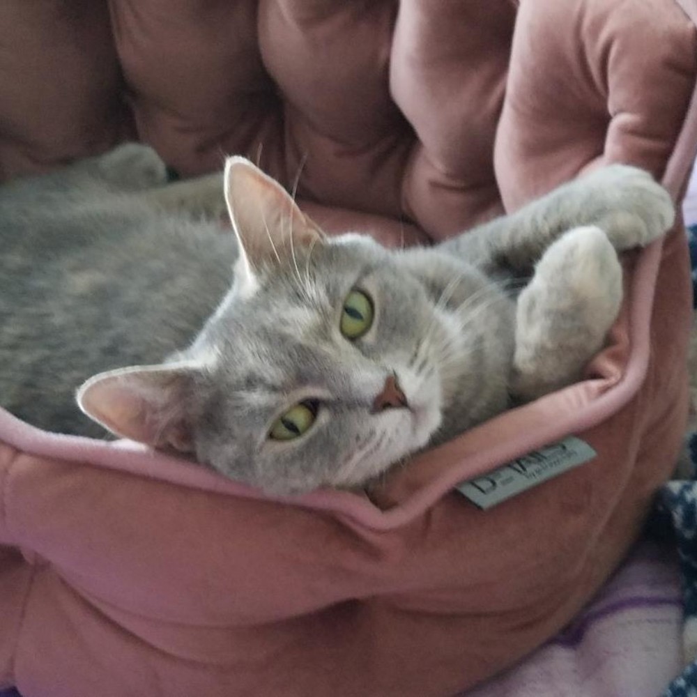 Meet your Posher, Cyndi